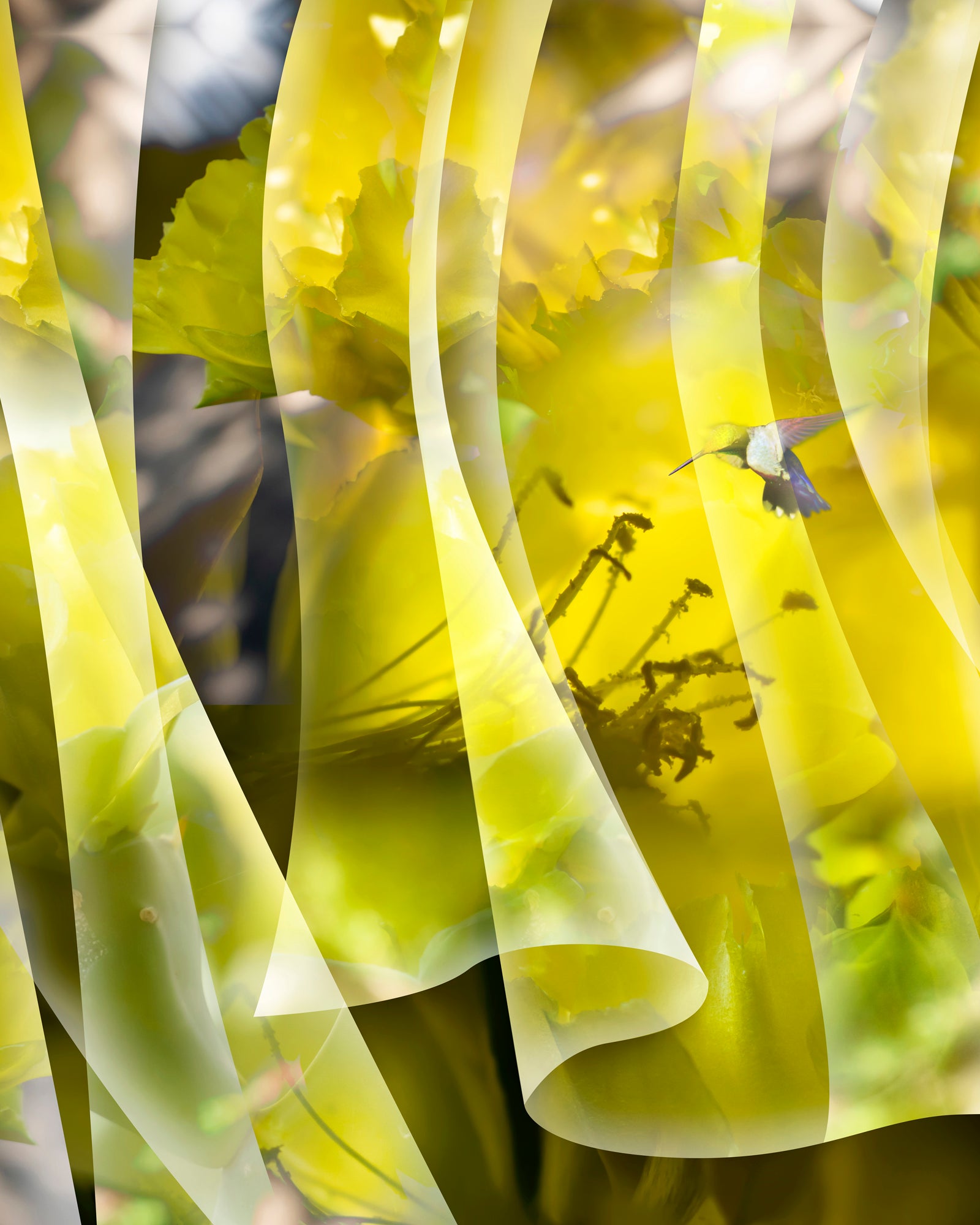 The Shadowed Fringes by Leslie Kell