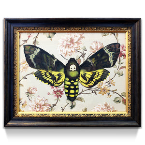 Death's Head Moth by Phillip Seymour