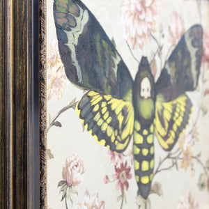 Death's Head Moth by Phillip Seymour