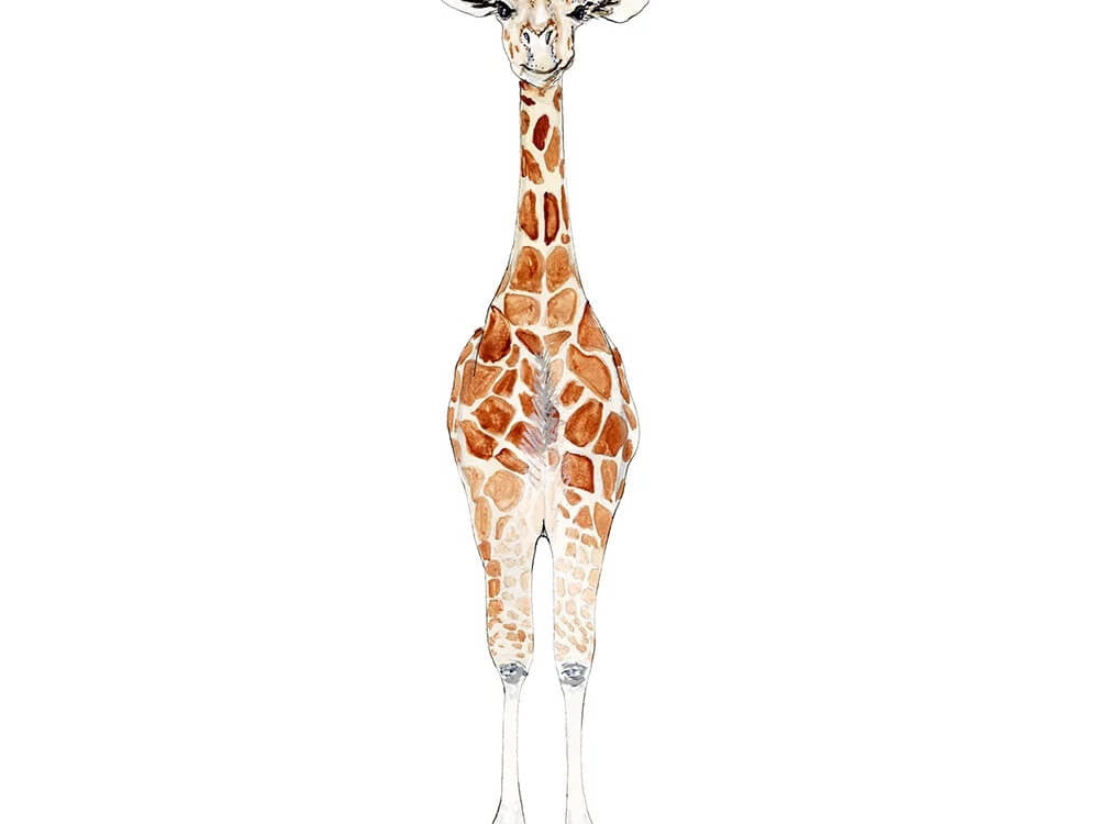 Giraffe Greeting Cards by Emily Mercedes