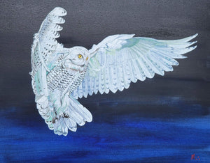 Snowy Owl in Flight in Alan Berkshire