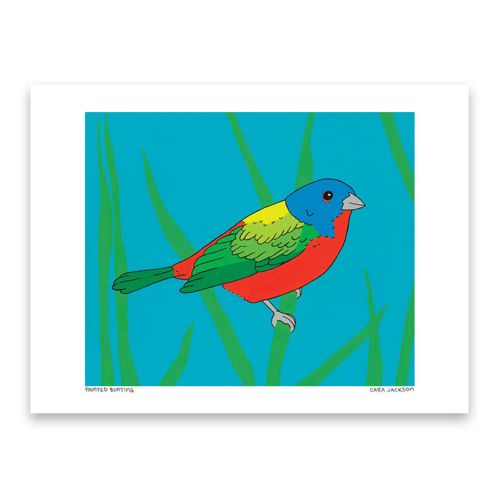 Painted Bunting Print by Cara Jackson