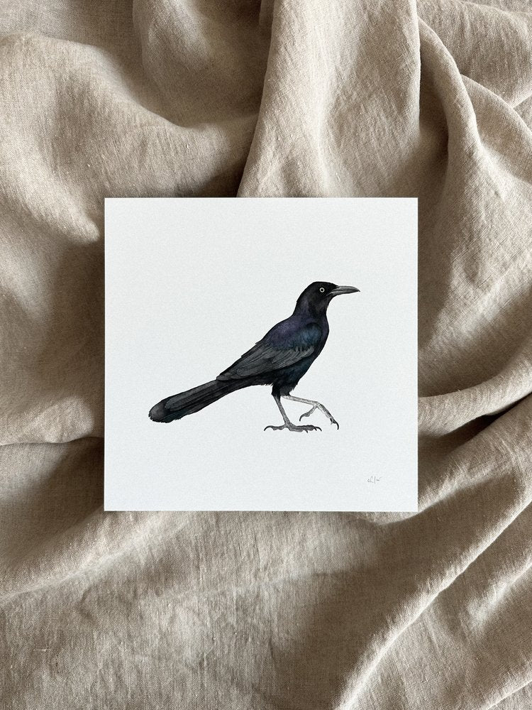 Grackle Print by Chloe Gray