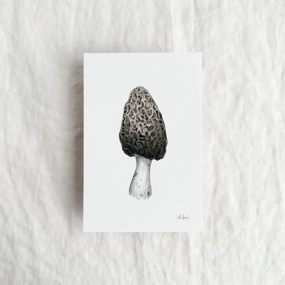 Morel Mushroom Print by Chloé Gray