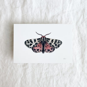 Virgin Tiger Moth Print by Chloé Gray - 4”h x 6”w print