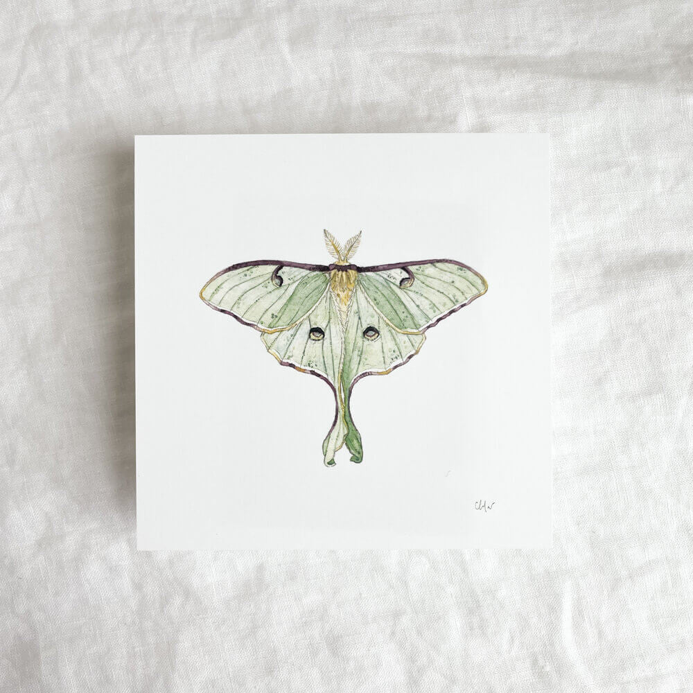 Luna Moth Print by Chloé Gray
