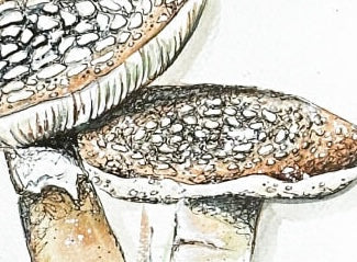 Amanita Rubescens by Emily Tolipova of Where'd The Wild Things Go