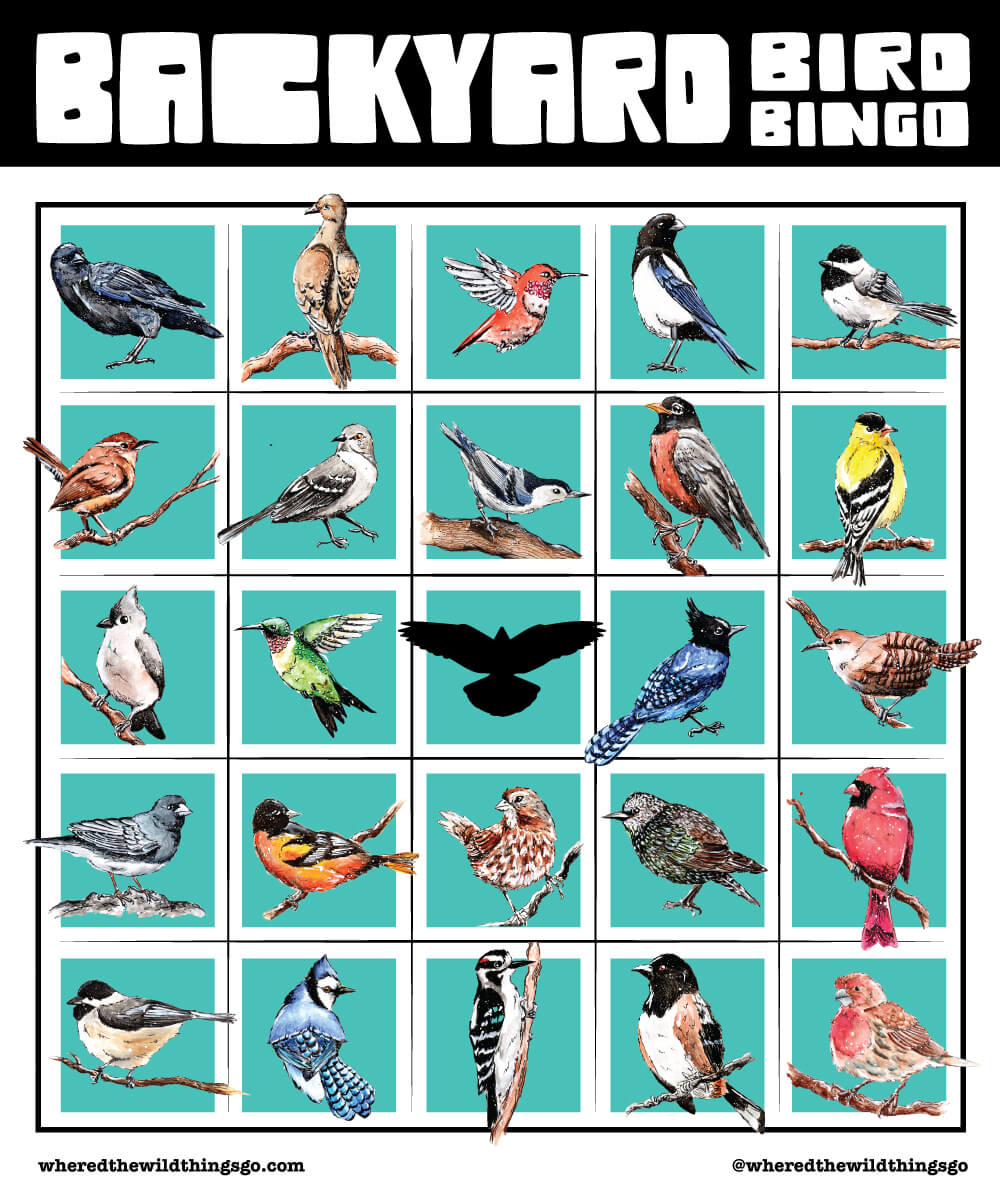 Backyard Bird Bingo Print by Emily Tolipova of Where'd The Wild Things Go + 5"x6"