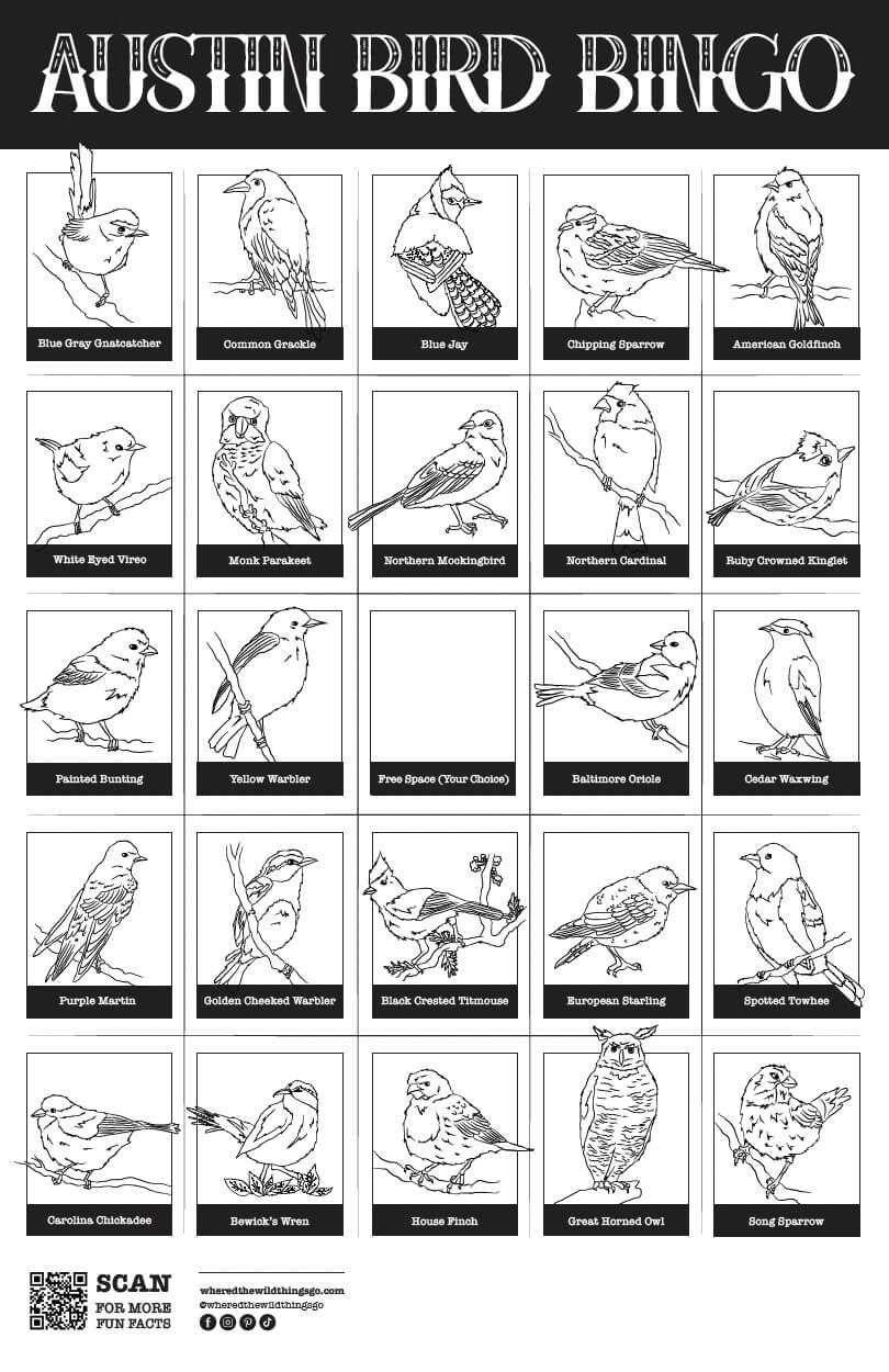 Austin Bird Bingo Coloring Poster by Emily Tolipova of Where'd The Wild Things Go