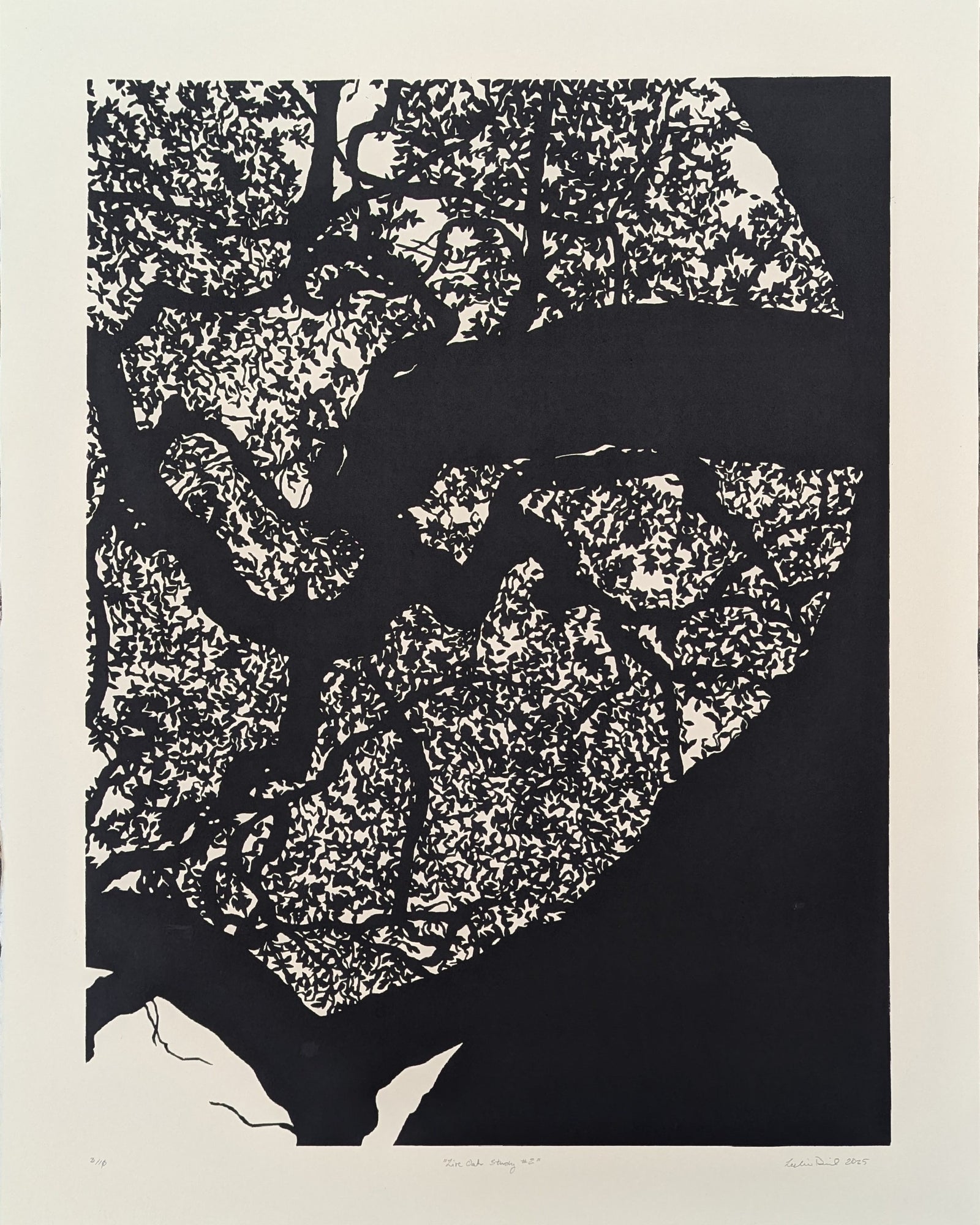 Live Oak Study 2 by Leslie Deil