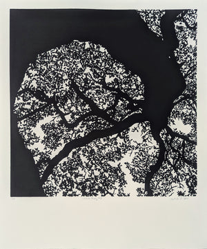 Live Oak Study 1 by Leslie Deil