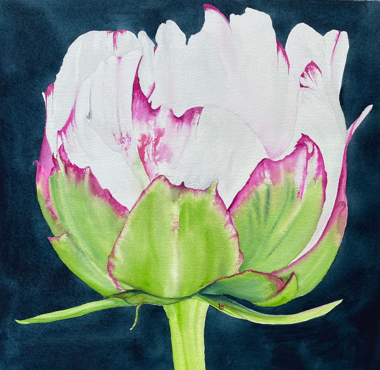 Peony by Lisa Hoekstra