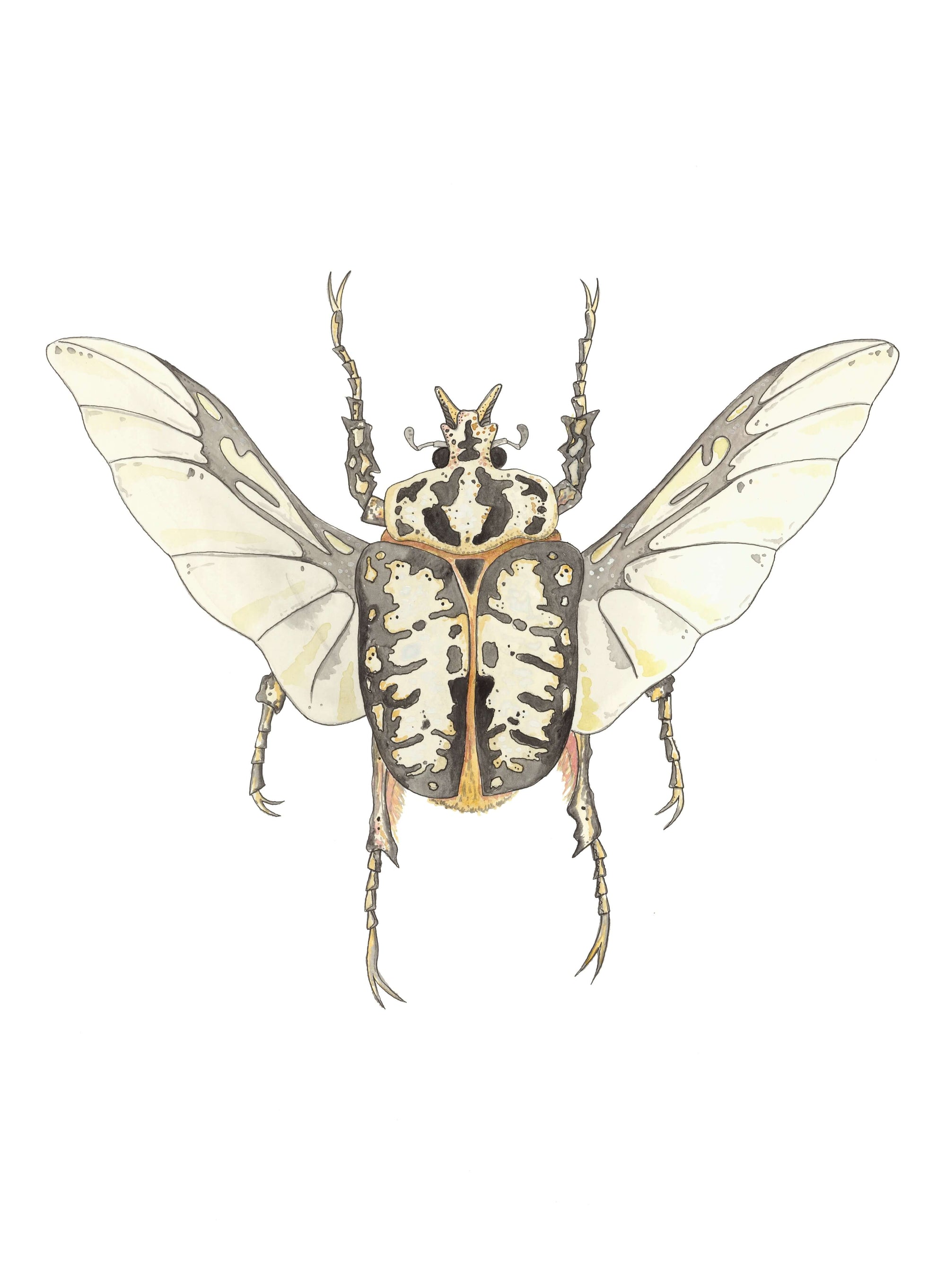 Coleopteros - Ash Print by Patrick Kelleher