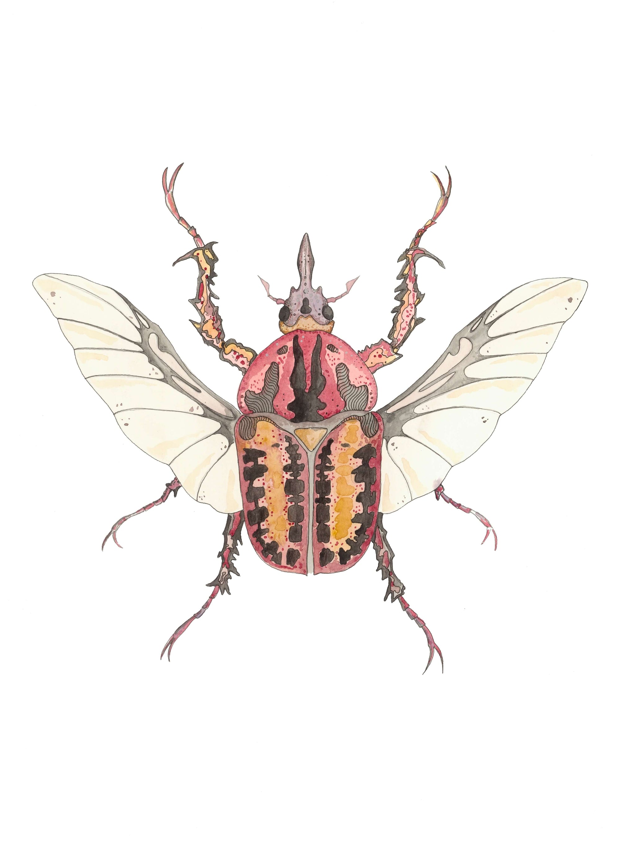 Coleopteros - Red Print by Patrick Kelleher + 11" x 15"