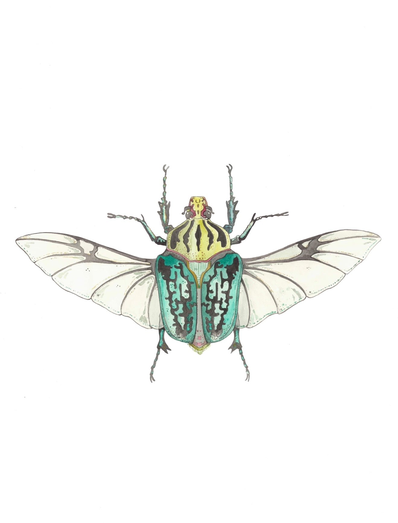 Coleopteros - Teal Print by Patrick Kelleher + 11" x 15"