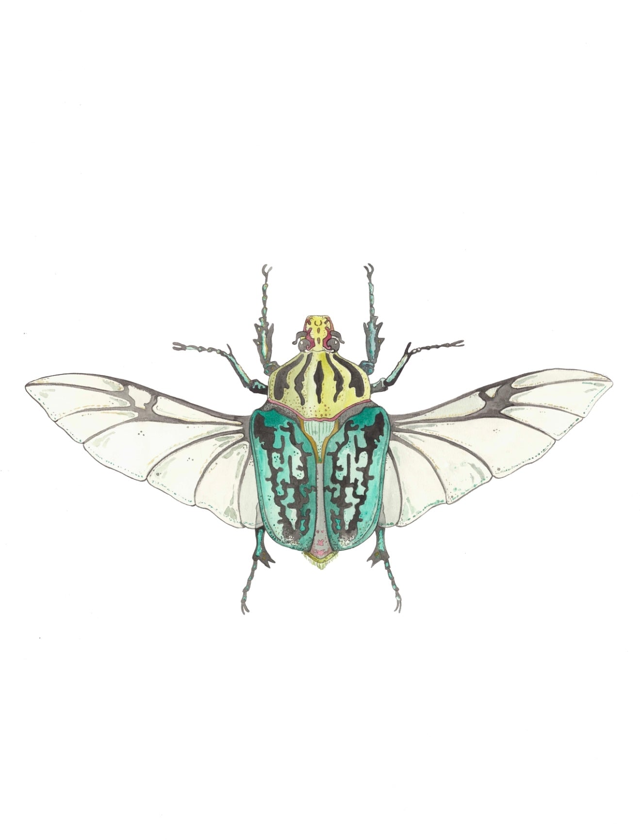 Coleopteros - Teal Print by Patrick Kelleher