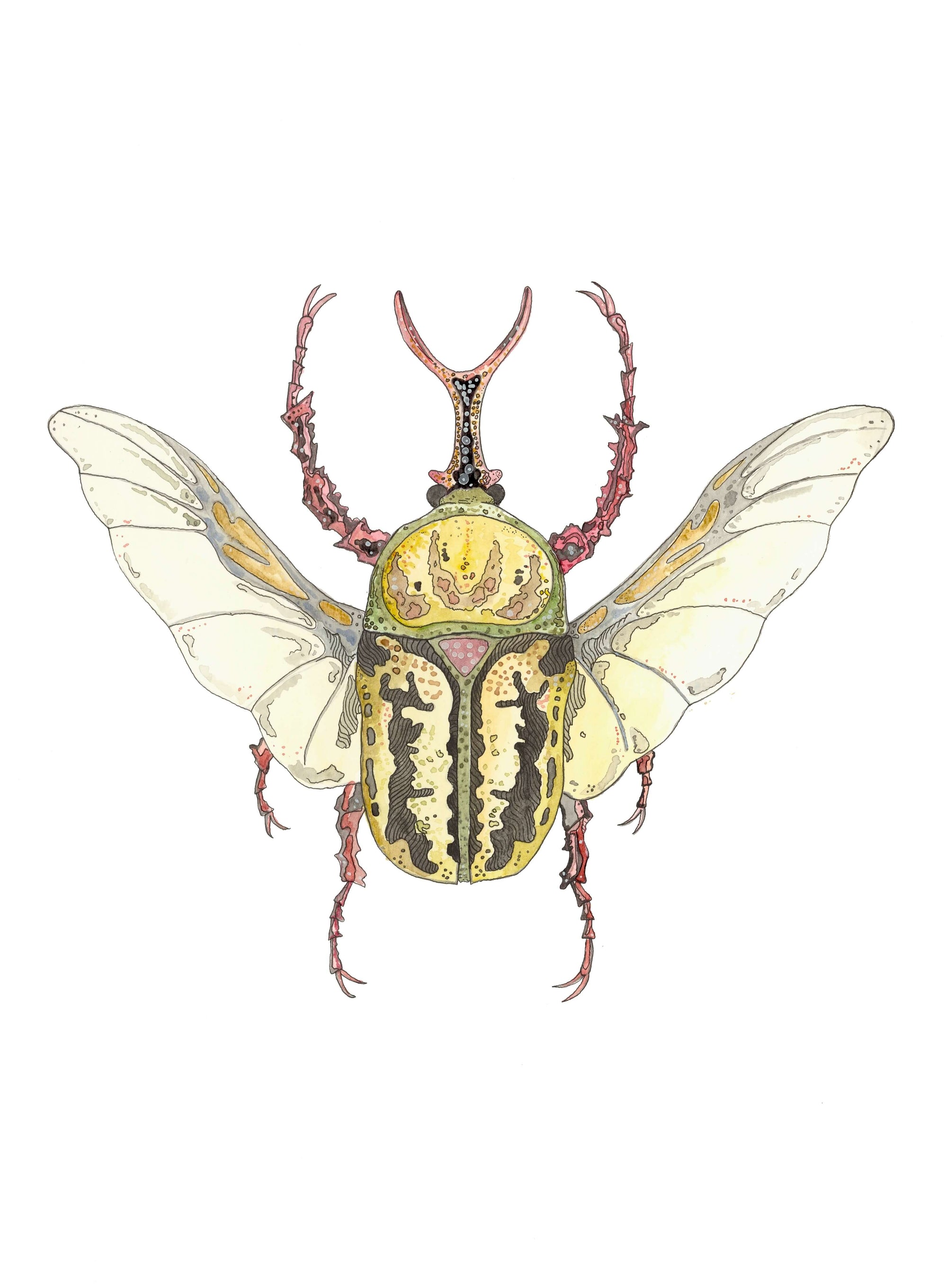 Coleopteros - Yellow Print by Patrick Kelleher + 11" x 15"