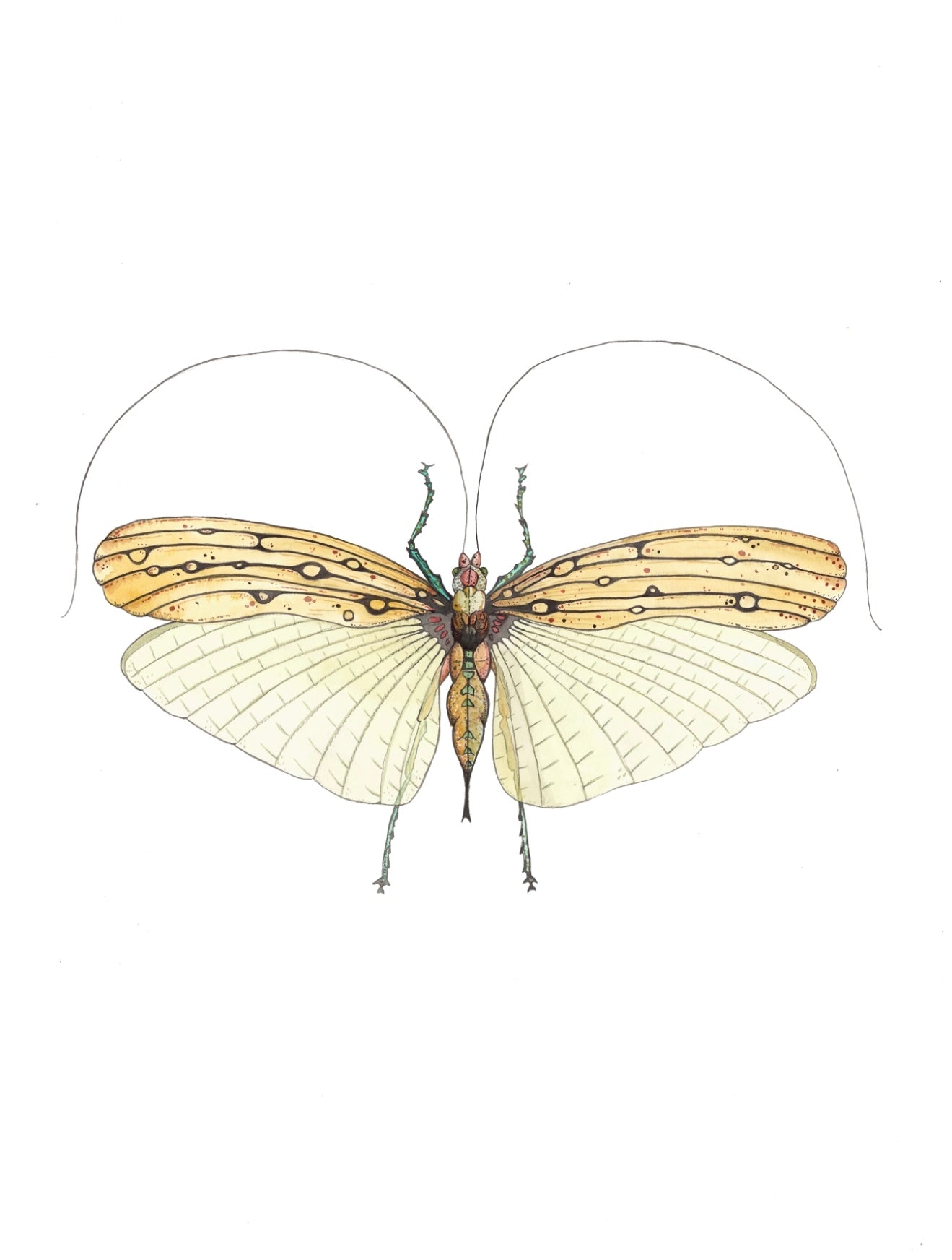 Lacewing Print by Patrick Kelleher