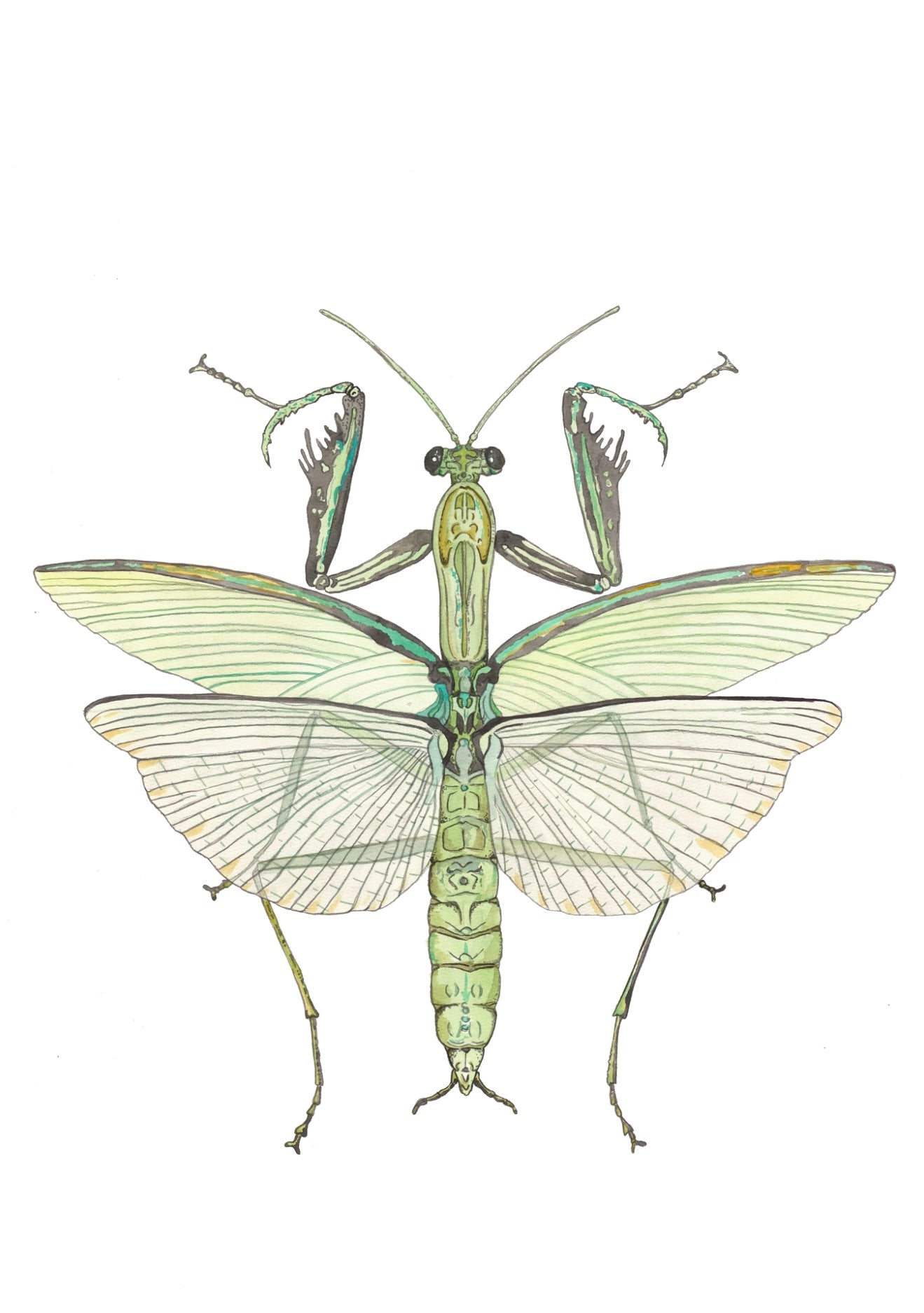 Mantis Print by Patrick Kelleher + 11" x 15"