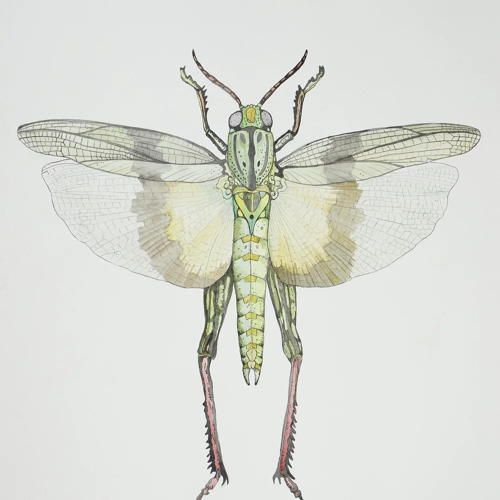 Grasshopper Print by Patrick Kelleher