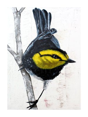 Golden Cheeked Warbler Print by Phillip Seymour