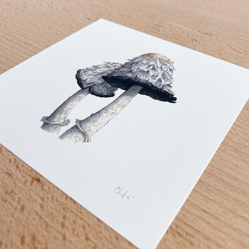 Mushroom Study #3, Shaggy Mane Mini Print by Chloe Gray