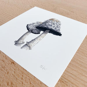 Mushroom Study #3, Shaggy Mane Mini Print by Chloe Gray