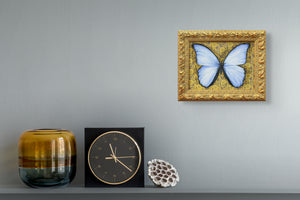 Morpho Didius by Phillip Seymour